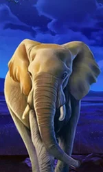 African Elephant
